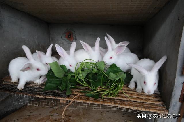 大庆兔子群:养兔之前应了解的知识，养兔如何进行预算和规划？