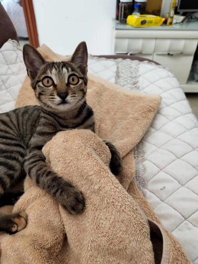 橘猫 花狸猫:同样是田园猫，为什么有人认为狸花猫比其他田园猫能打呢？