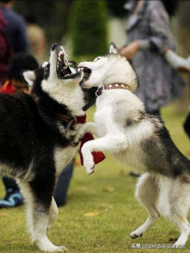 恶霸犬攻击性强吗，哪些狗狗看似面善，实际战斗力很强