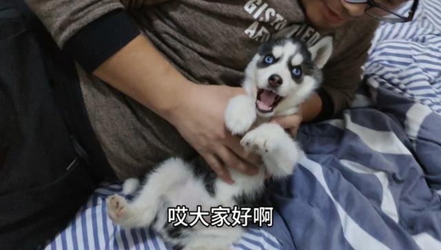 狗狗在都市 下载:现代都市人为什么越来越喜欢养殖宠物？ 狗狗养成游戏下载