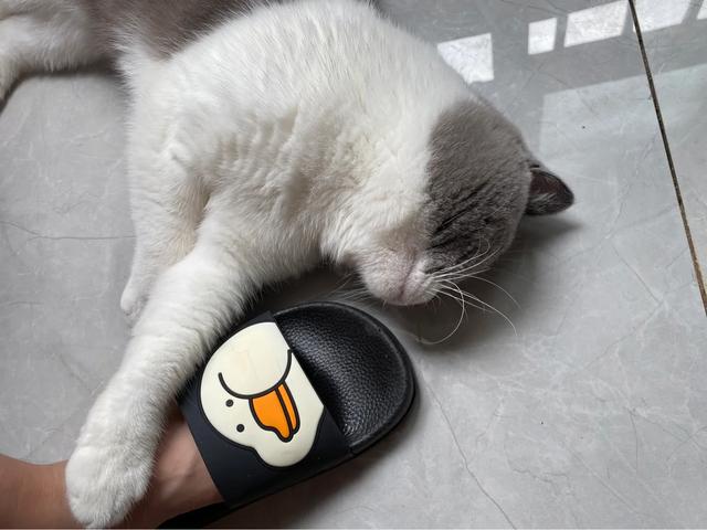 萌猫咪图片:我想大量云吸猫！请有猫咪的友友们发些你家猫咪的萌照给我看看？ 猫图片大全可爱