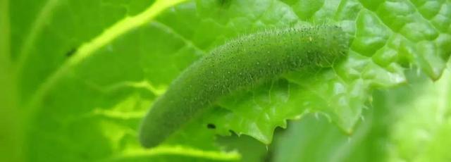 锈壁虱用何种药:可以给柑橘幼果用阿维菌素吗？