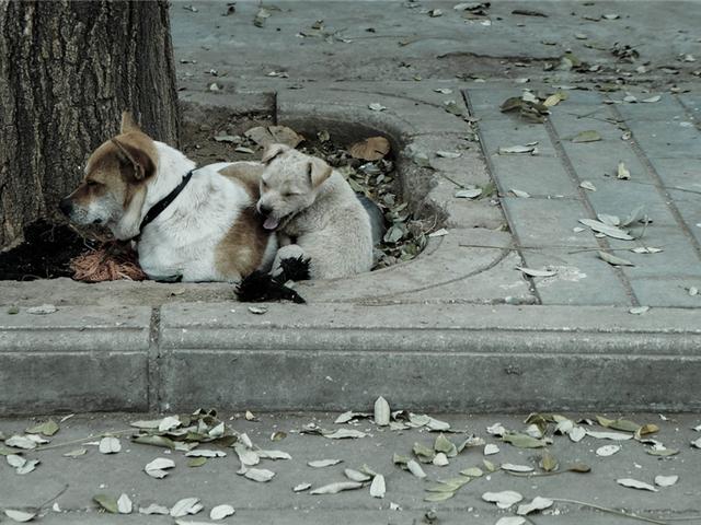 有关于宠物的网站模板:为什么狗狗和猫猫丢了之后还会认得回家的路？ 关于宠物主题的网站设计