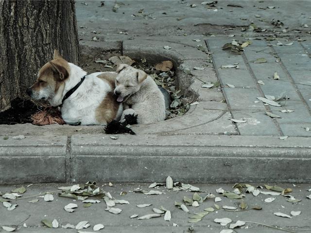 狗狗绿灯过马路:在绿灯情况下，如果在右转车道或者左转车道直行了会算违章吗？