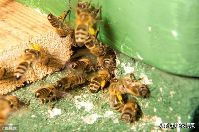 关于蜜蜂的知识有哪些简单:蜜蜂除了通过舞蹈行为传递信号外，还有哪些方式？