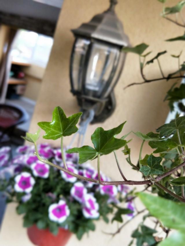 金铃花大图片:看图识花，请问这是什么花？