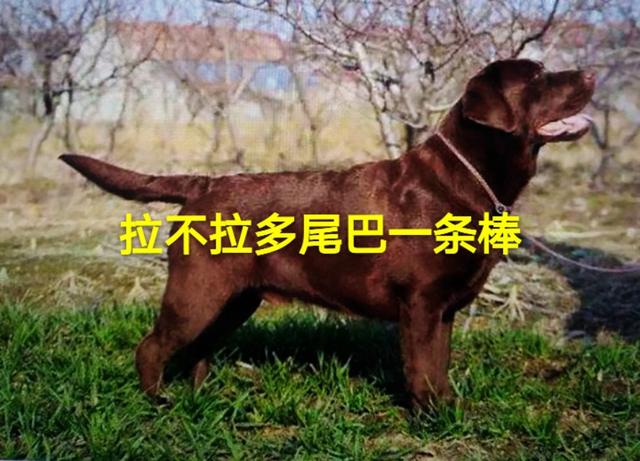 拉布拉多金毛:为什么有人说“国外养拉布拉多的人比养金毛的多”