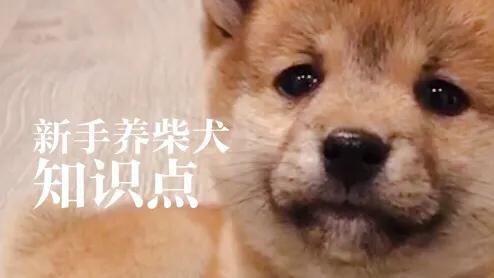柴犬:大家喜欢柴犬吗？新手养需要注意什么？
