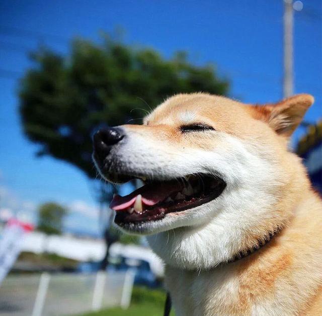 柴犬价格:柴犬价格多少钱一只 你们的柴犬都是花了多少钱买的？