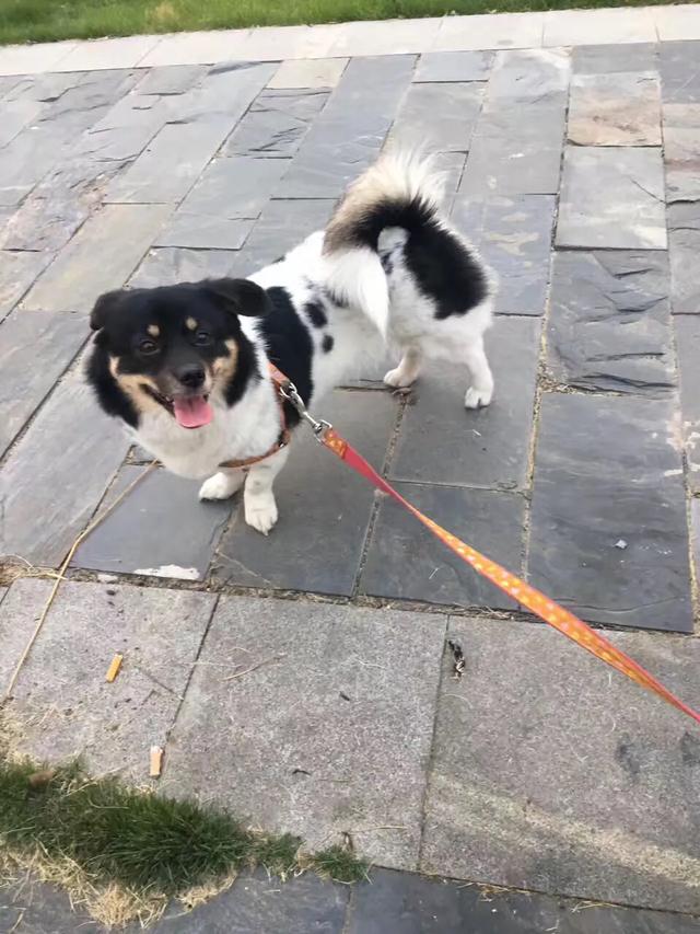 gou gou:狗狗一生之中最大的愿望是什么？