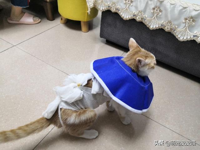 猫咪绝育当晚走来走去:母猫做完绝育手术上窜下跳，不停的动，伊丽莎白圈也不肯戴？ 猫咪绝育回来后走来走去