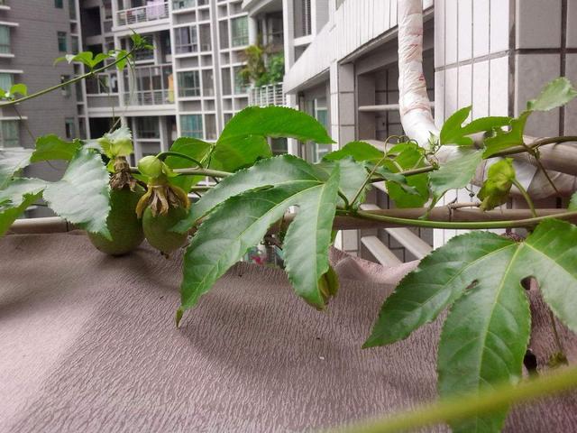 百香果是什么季节的水果,现在这个季节适合种百香果吗？