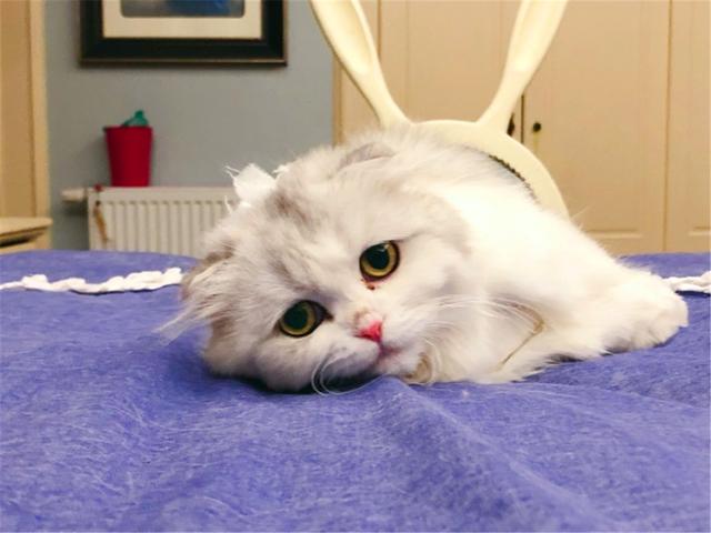 有关于宠物的网站模板:为什么狗狗和猫猫丢了之后还会认得回家的路？ 关于宠物主题的网站设计