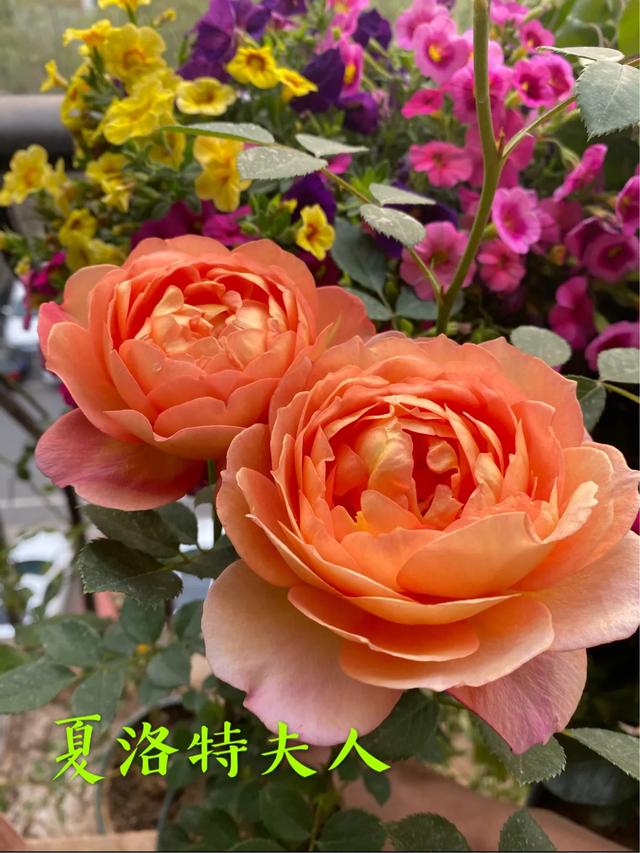 最香的几款月季品种是什么？插图149