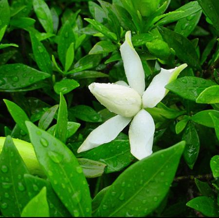 头条问答 - 金边小叶栀子花怎么养?(小zhang图集的回答,0赞)