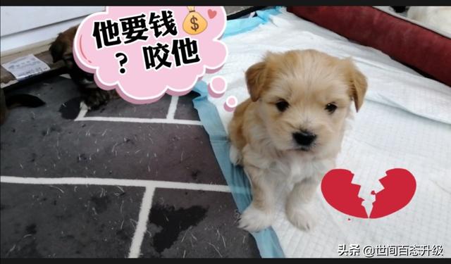 女生为什么不能养泰迪犬:为什么有些养狗的人不喜欢泰迪？