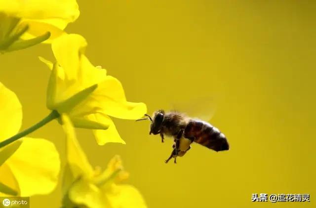 关于蜜蜂的知识有哪些简单:蜜蜂除了通过舞蹈行为传递信号外，还有哪些方式？