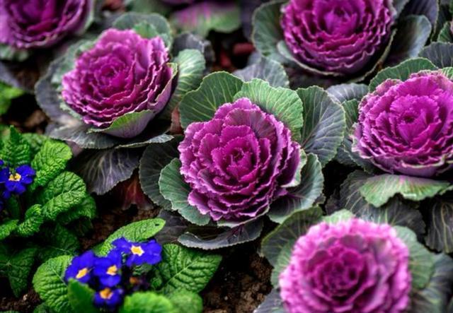 西里汉梗的养护常识:花包菜是什么蔬菜？该怎么种植？