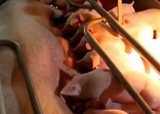 狂犬病病毒防治原则:狗狗有狂犬病，会有什么表现？ 狂犬病病毒的防治原则