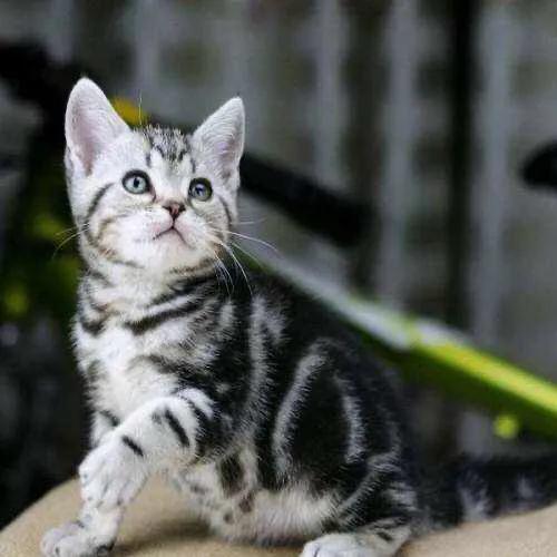土猫:养一只灰色土猫（不是狸花猫）是一种什么样的体验？ 土猫图片