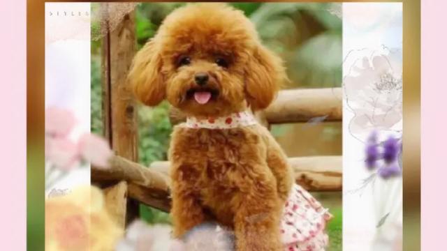 弓背犬太瘦怎么办:前段时间收养了一只泰迪，已经两岁多了，很瘦很瘦，怎么办？