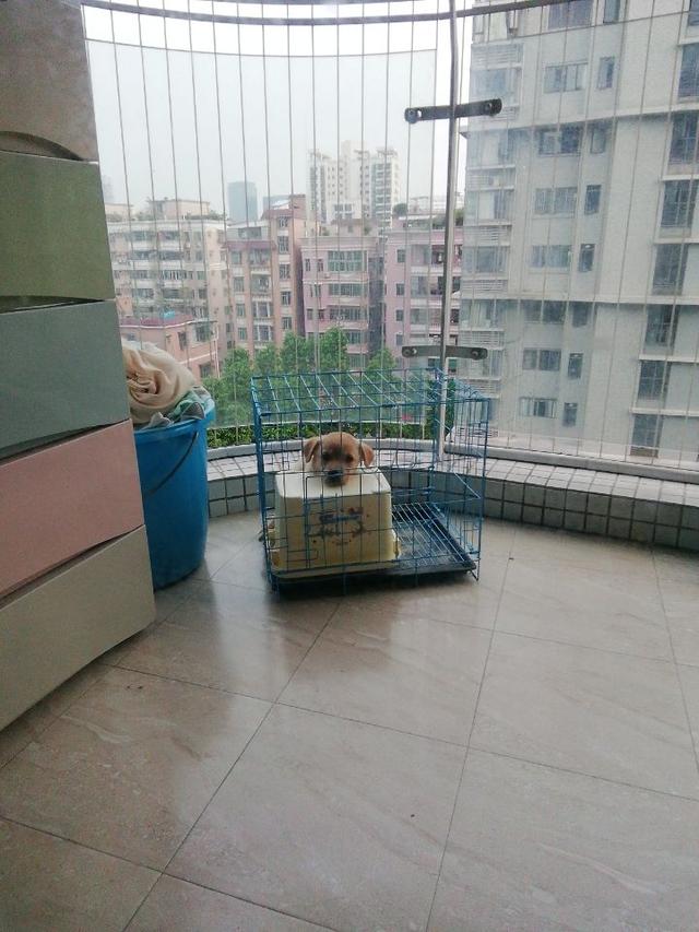 宠物狗训练大小便,怎么让狗狗在指定的地方上厕所？