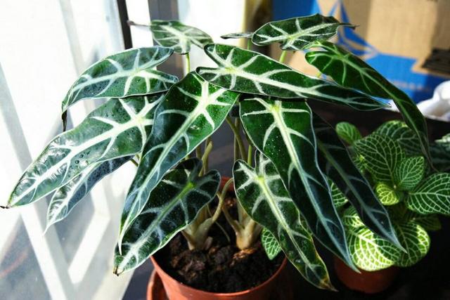 室内适合养的18种植物,想问一下大家室内绿植，养什么容易活？