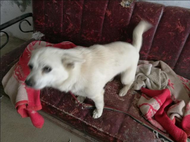 黑熊犬:农村人一般来讲喜欢养地方狗，为什么？