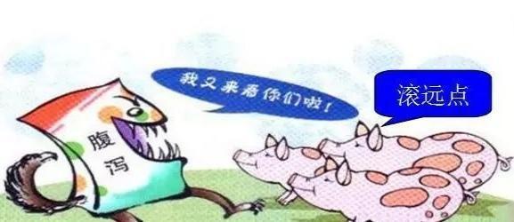 泰国小香猪怕冷吗:小香猪它主要吃什么食物？