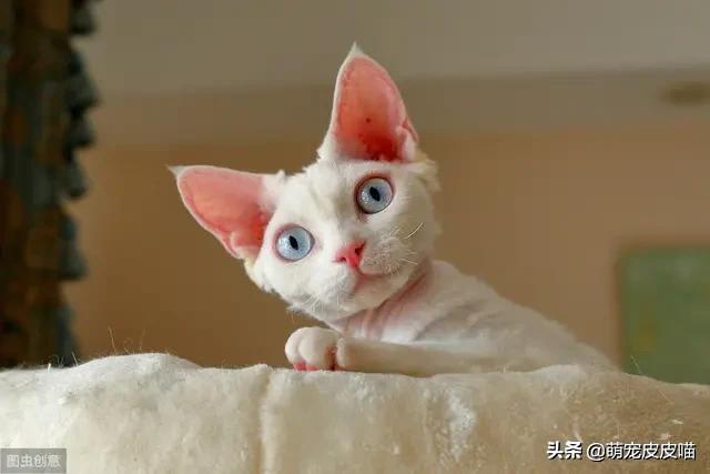 暹罗猫性格跟特点:暹罗猫性格温顺吗 新手想黏人聪敏的猫，德文卷毛猫和暹罗猫哪个更适合？