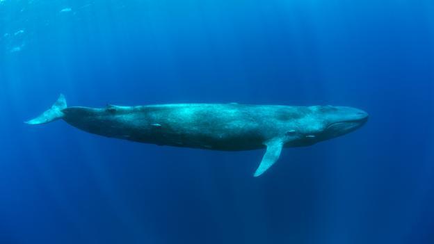 虎鲸有多大，鲸鱼能下潜多深，能潜到海底一万米吗