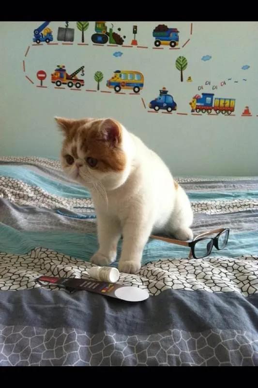 公猫发情怎么处理:正规猫舍都是怎么解决种猫发情到处乱尿的？