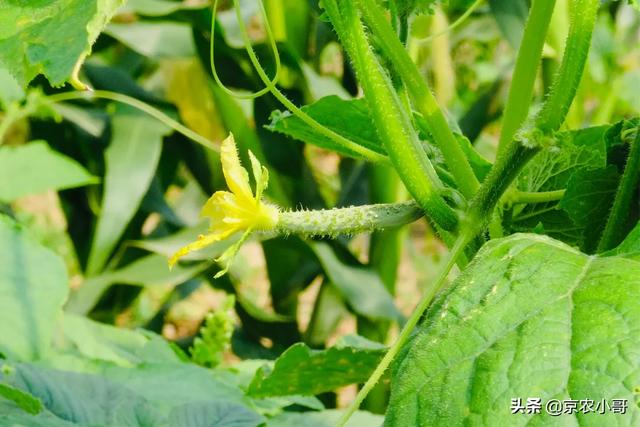 四季海棠茎腐病怎么治:黄瓜种植后长到7一8个叶子有了根腐病怎么治好？