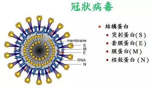 冠状病毒怎么引起的(猫咪冠状病毒怎么引起的)