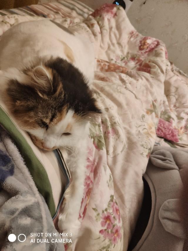 孟加拉国猫是活动量非常大的猫咪:两只猫咪总爱追逐跑酷，家里一团乱怎么办？