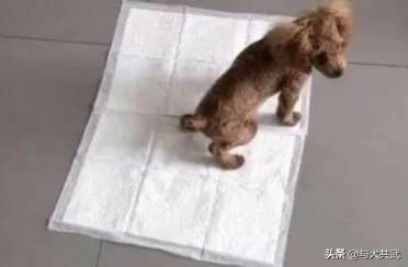 我这有小狗的解剖视频:怎么让狗狗在指定的地方上厕所？