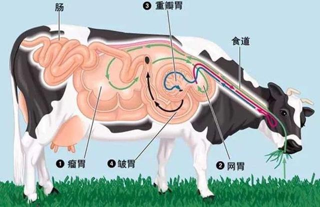 牛虱阵要学吗:打群架的为什么几乎没有用长枪阵的呢？