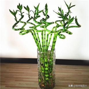 富贵竹图片大全:富贵竹图片大全壁纸 富贵竹长出根了也可以一直插在水里吗？