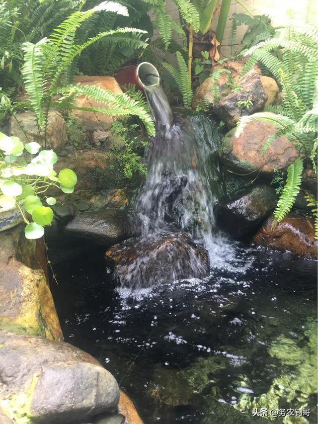 水生动物隔离池:庭院小鱼池流水养鱼要过滤吗？