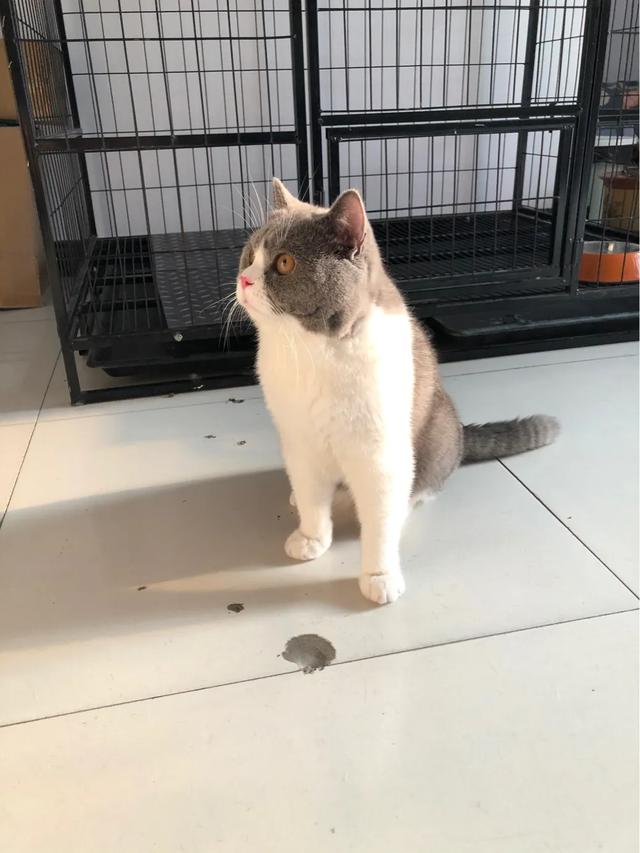 萌猫咪图片:我想大量云吸猫！请有猫咪的友友们发些你家猫咪的萌照给我看看？ 猫图片大全可爱