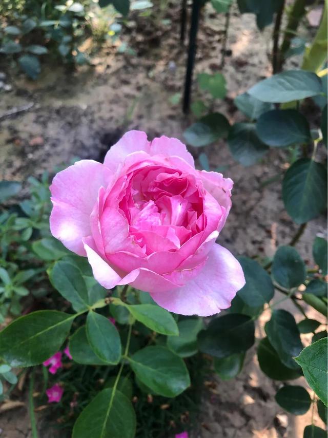 最香的几款月季品种是什么？插图3