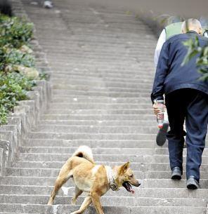 狗狗狂吠救老人性命:狗狗有狂吠病为什么还这么多人养？