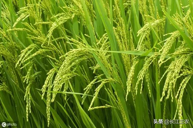 种植水稻补锌技巧，农村种植水稻，肥多稻谷谷穗容易空壳是怎么回事？