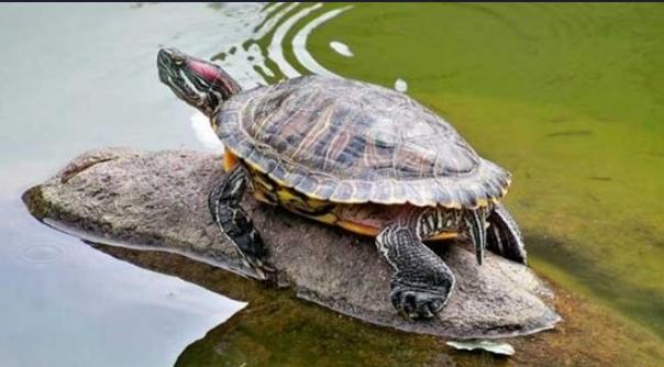 头条问答 - 乌龟住的地方又脏又臭,该如何清理?(7个回答)