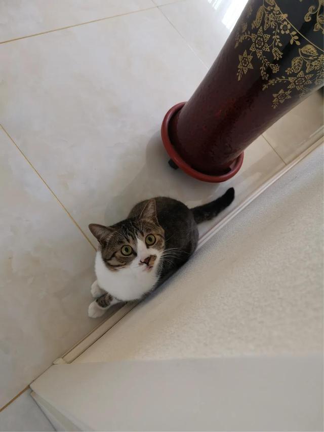 你什么时候被猫的智商震惊了？插图26