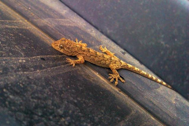 头条问答 为什么说壁虎是五毒之一 它有什么毒 凤梨巨人的回答 0赞