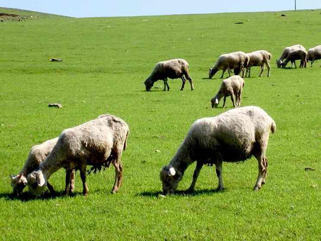 头条问答 - 羊四肢无力站不起来应该用什么药?(36个回答)