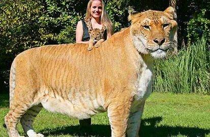 马士提夫獒犬比特犬:有哪些猛犬是可以跟狮虎战斗的？