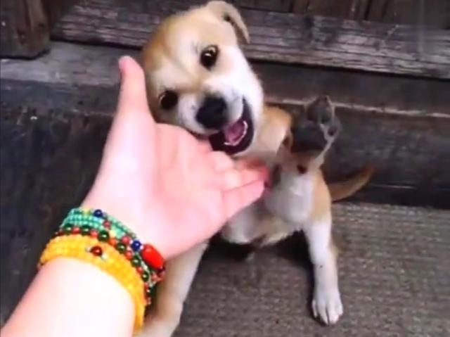 捡到流浪贵宾犬好养吗:刚捡回来的流浪狗患有肠炎，家人要丢掉它，我很舍不得，怎么办？