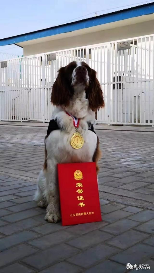 警犬图片:如何查看识别警犬，军犬的勋章，等级？